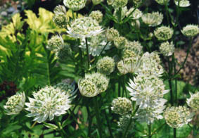 Astrantia major